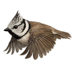 Crested Tit, in flight