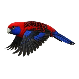 Crimson Rosella, in flight