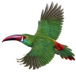 Crimson-rumped Toucanet, in flight