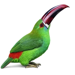 Crimson-rumped Toucanet