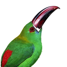Crimson-rumped Toucanet, profile