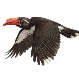 Crowned Hornbill, in flight