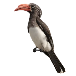 Crowned Hornbill