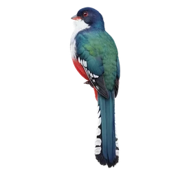 Cuban Trogon