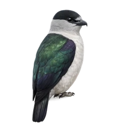 Cuckoo Roller