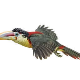 Curl-crested Aracari, in flight
