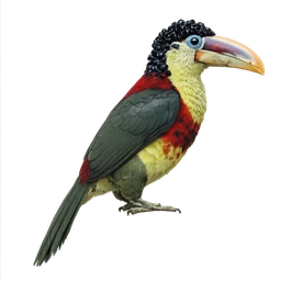 Curl-crested Aracari