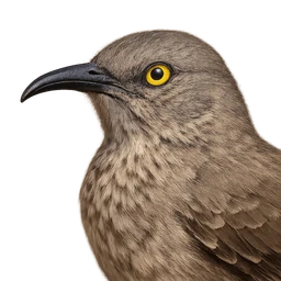 Curve-billed Thrasher, profile