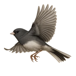 Dark-eyed Junco, in flight