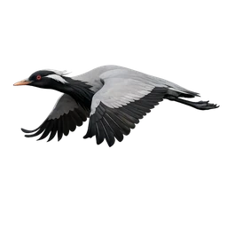 Demoiselle Crane, in flight