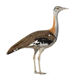 Denham’s Bustard