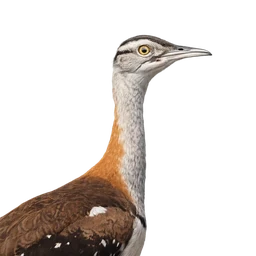 Denham’s Bustard, profile