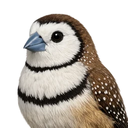 Double-barred Finch, profile