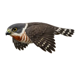 Double-toothed Kite, in flight