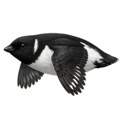 Dovekie, in flight