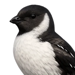 Dovekie, profile