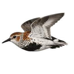 Dunlin, in flight