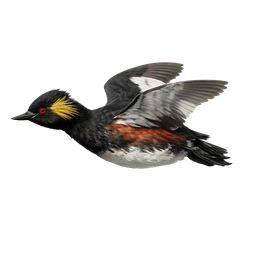 Eared Grebe, in flight
