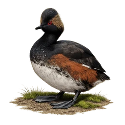 Eared Grebe