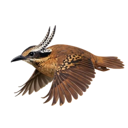 Eared Pitta, in flight