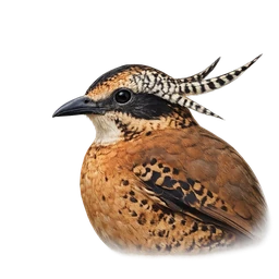 Eared Pitta, profile
