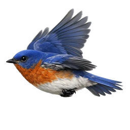 Eastern Bluebird, in flight