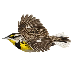 Eastern Meadowlark, in flight