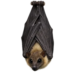 Egyptian Fruit Bat