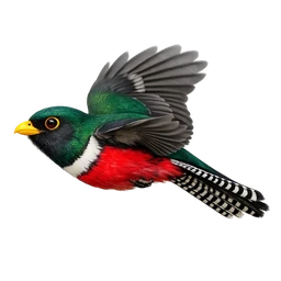 Elegant Trogon, in flight