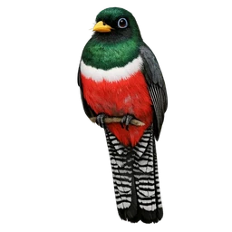 Elegant Trogon