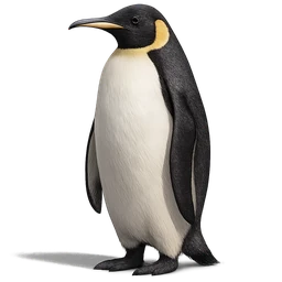 Emperor Penguin