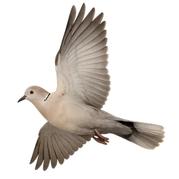 Eurasian Collared Dove, in flight