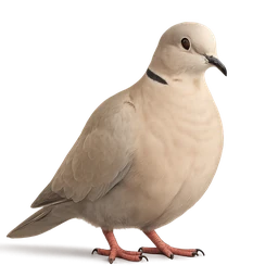 Eurasian Collared Dove