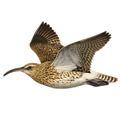 Eurasian Curlew, in flight