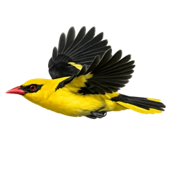 Eurasian Golden Oriole, in flight