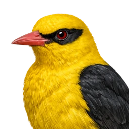 Eurasian Golden Oriole, profile