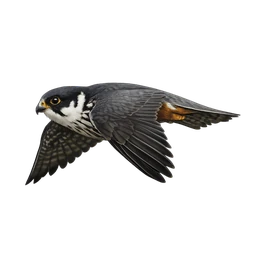 Eurasian Hobby, in flight