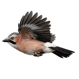 Eurasian Jay, in flight