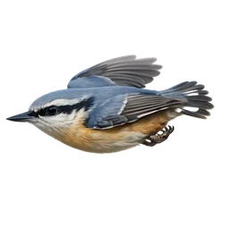 Eurasian Nuthatch, in flight