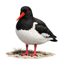 Eurasian Oystercatcher