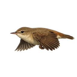 Eurasian Reed Warbler, in flight