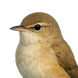 Eurasian Reed Warbler, profile