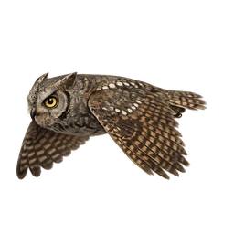 Eurasian Scops-Owl, in flight