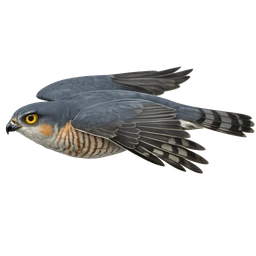 Eurasian Sparrowhawk, in flight