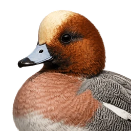 Eurasian Wigeon, profile