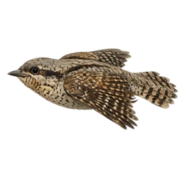 Eurasian Wryneck, in flight