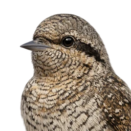 Eurasian Wryneck, profile