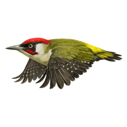 European Green Woodpecker, in flight