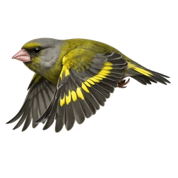 European Greenfinch, in flight