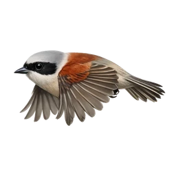 European Penduline Tit, in flight